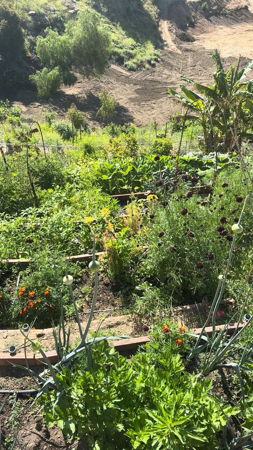 Lush terraced garden in full bloom
