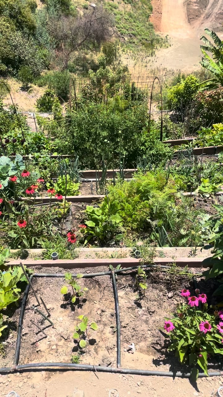 Terraced beds with flowers and vegetables