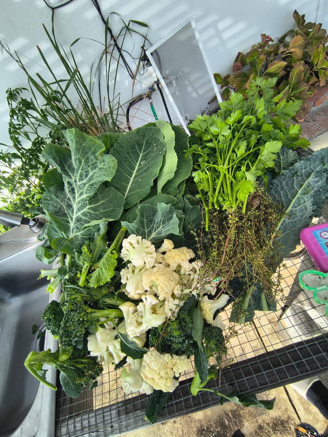 Fresh harvest from the garden